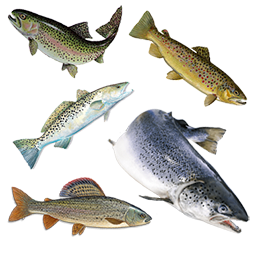 Go to our Game Fishing page