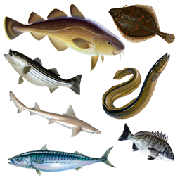 Go to our Sea Fishing page