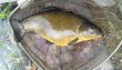 Tench of 12lb 2oz