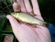 Tiny Tench