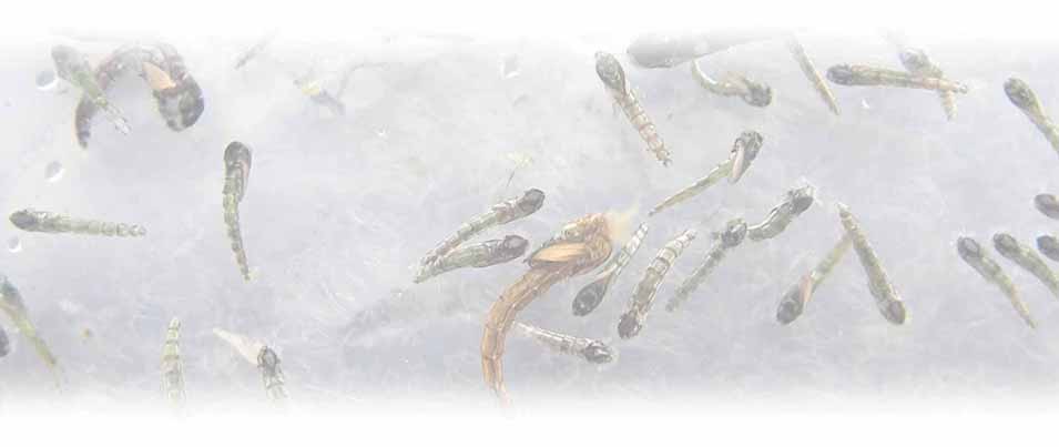 Choronomids-and-midges-1